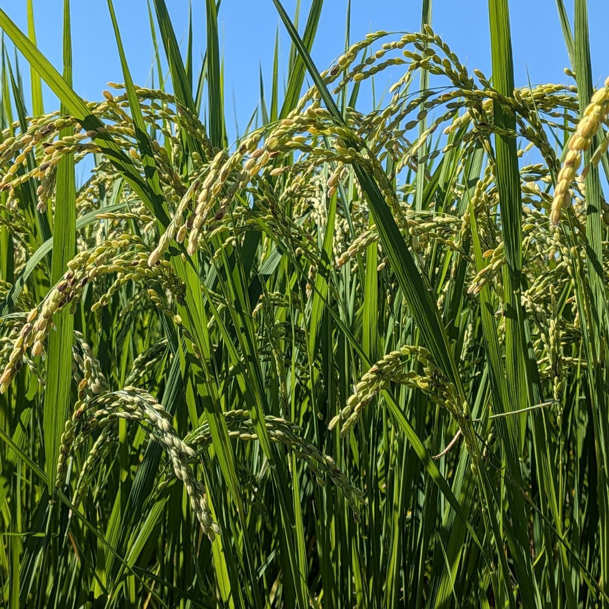 自然栽培 朝日米 30kg｜無農薬｜玄米｜岡山県倉敷産 | 自然食品
