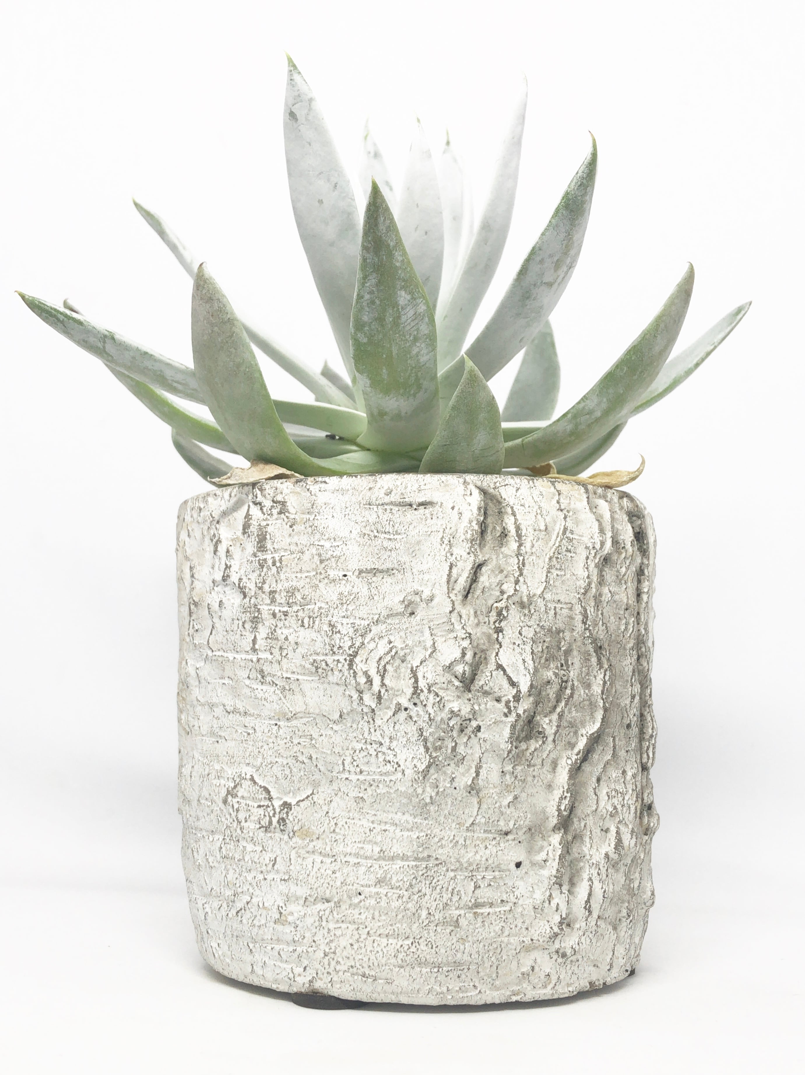 多肉植物　ダドレア・仙女盃（特大） ダドレア 仙女盃 特大