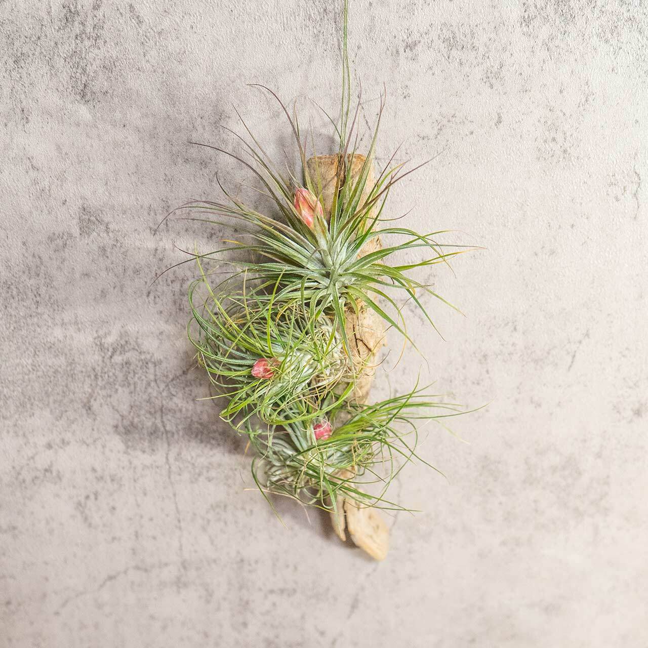 エアプランツ ストリクタ 流木仕立て 花咲く観葉植物 土を使わない 清潔 インテリアグリーン