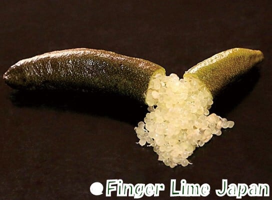 大苗】フィンガーライム CHOCOLATE LIMONET チョコレートリモネット 2