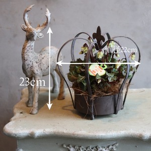 冬から春に楽しむ寄せ植え　シクラメン森の妖精クラウンポット　届いてすぐ玄関に飾れる 　プレゼントにもオススメ　