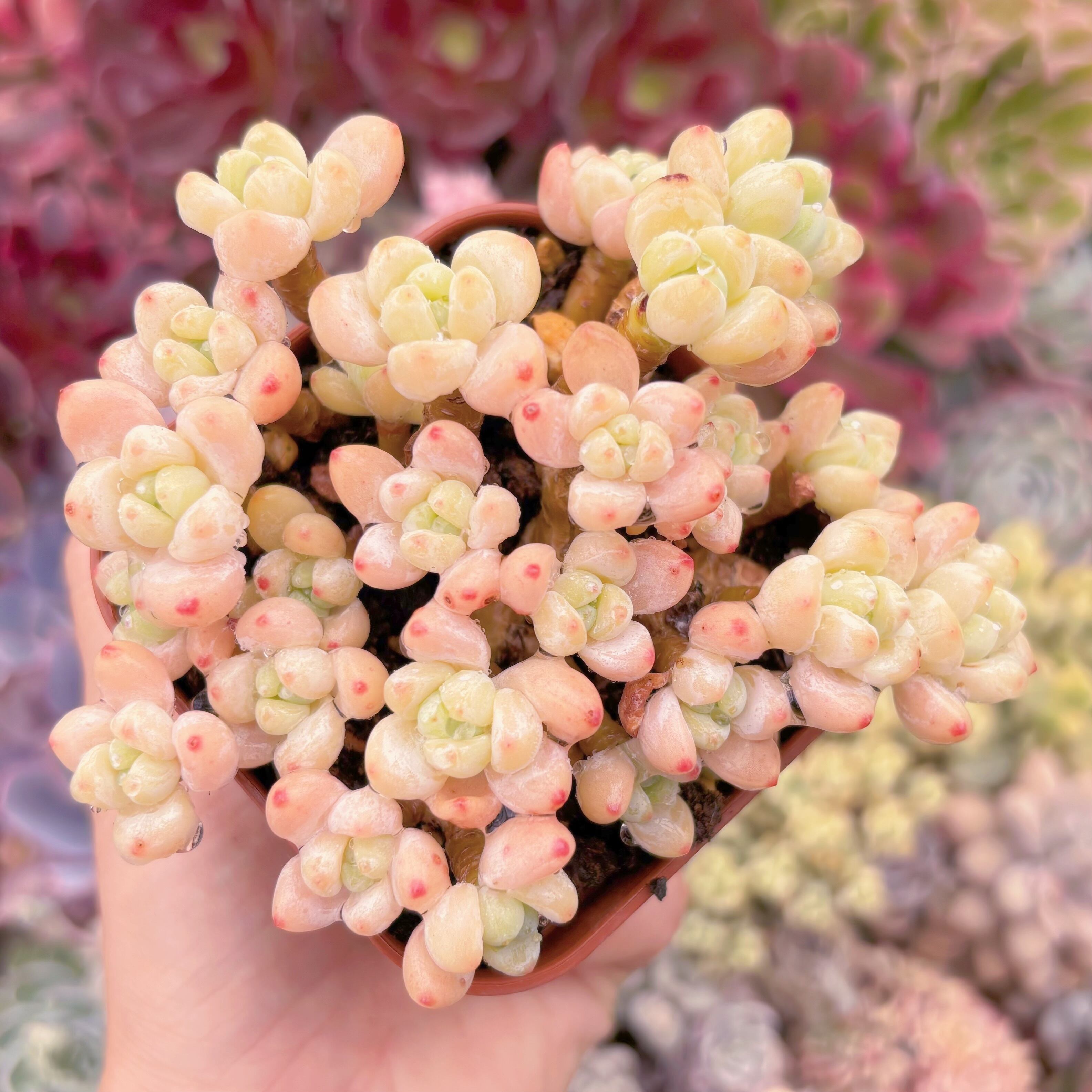 現品　ピンクラウル#609　群生　るる農園