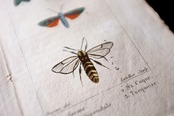 1780s フランス ビュフォン伯爵による蛾と幼虫の博物画g Buffon アンティーク