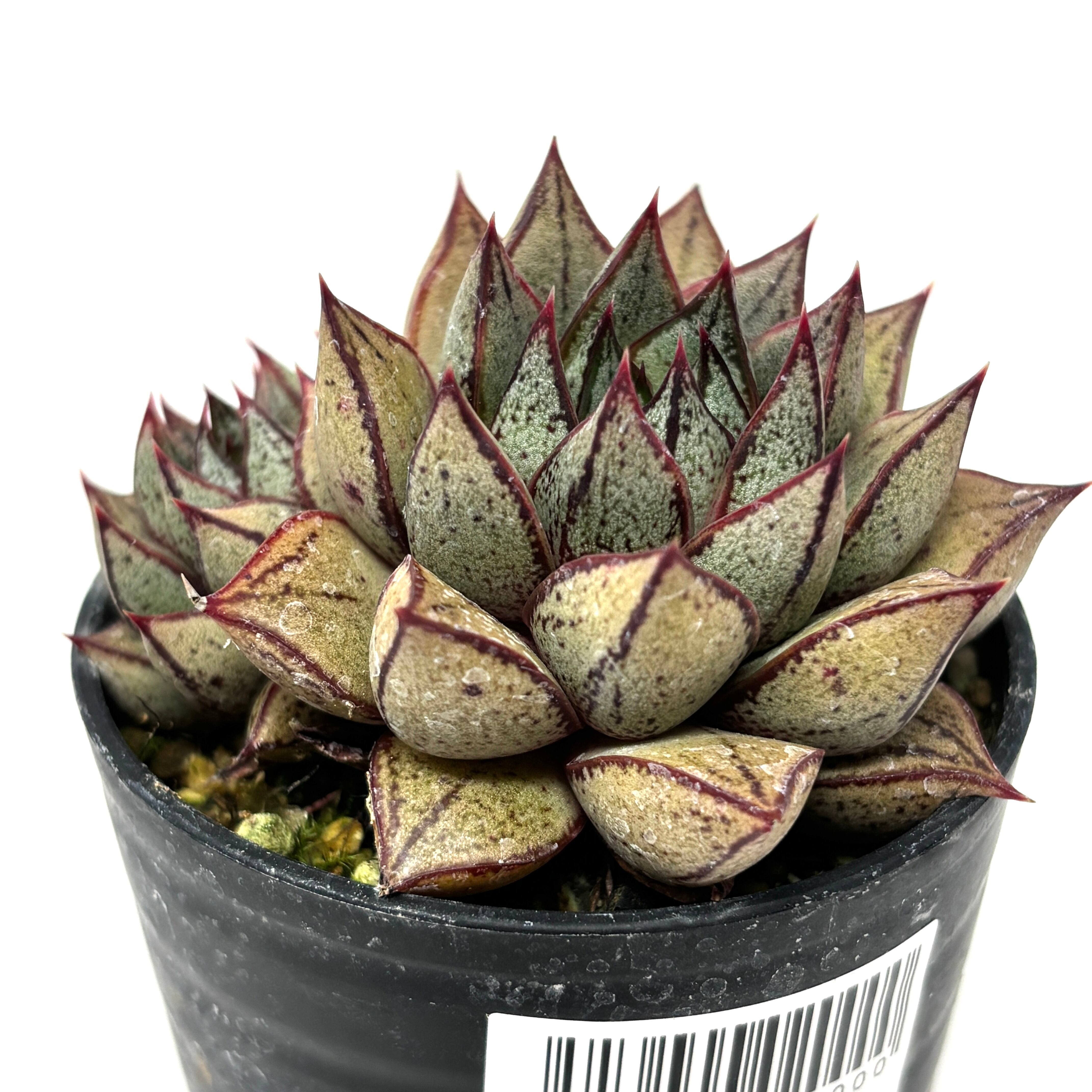 エケベリア パープソルム ホワイトフォーム【500】