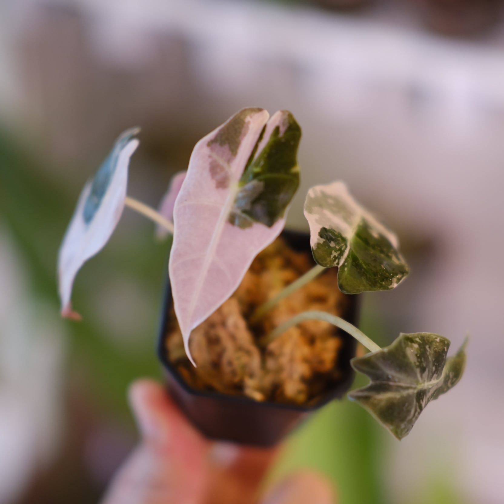 斑入りアロカシア / Premium Alocasia | tokyoplants / 観葉植物専門店