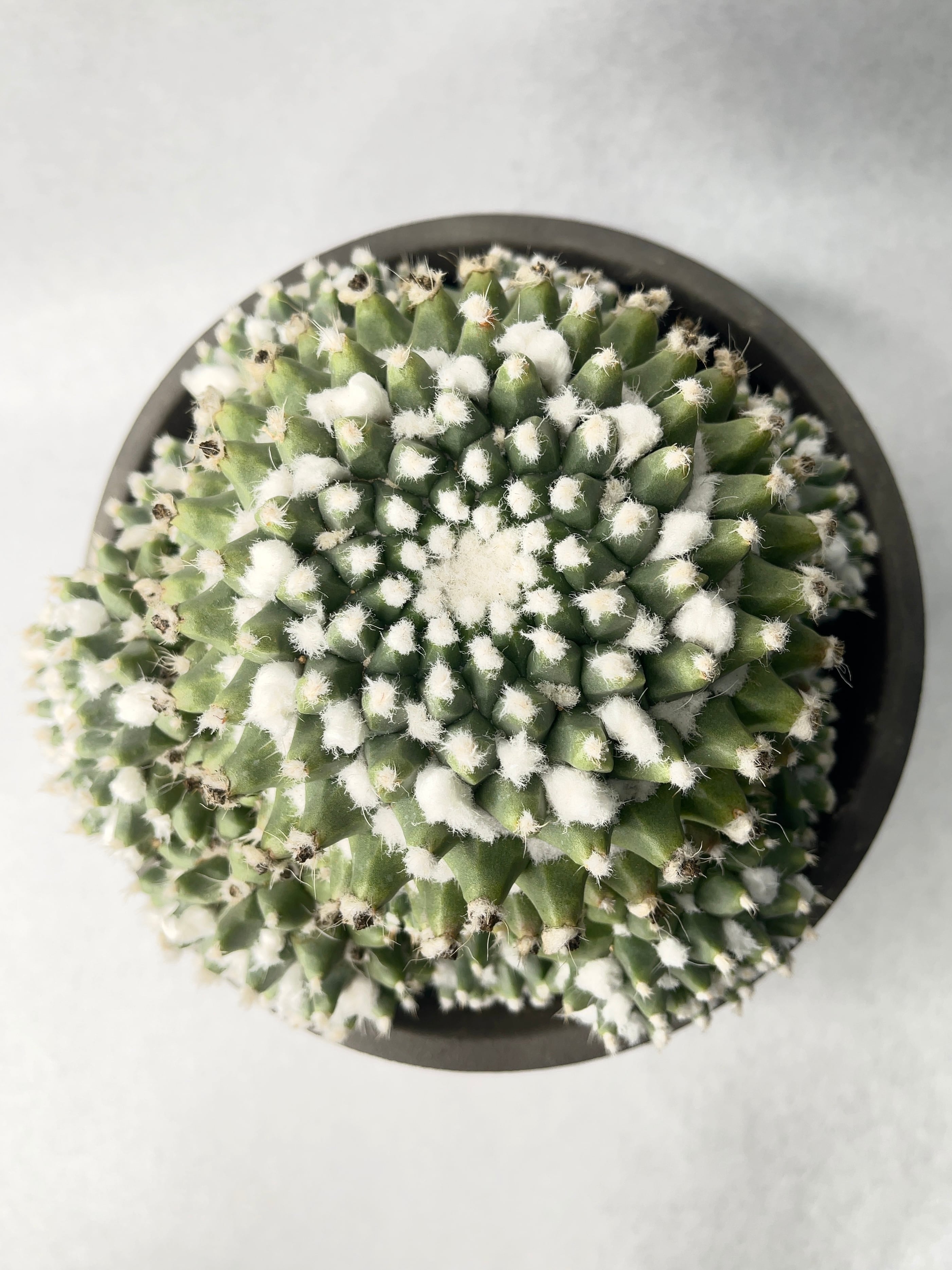 タ*ボ様 マミラリア☘️エルサム ・希少です✨✨(メルカリ便^^) タ*ボ様 マミラリア☘️エルサム ・希少です✨✨(メルカリ便^^)