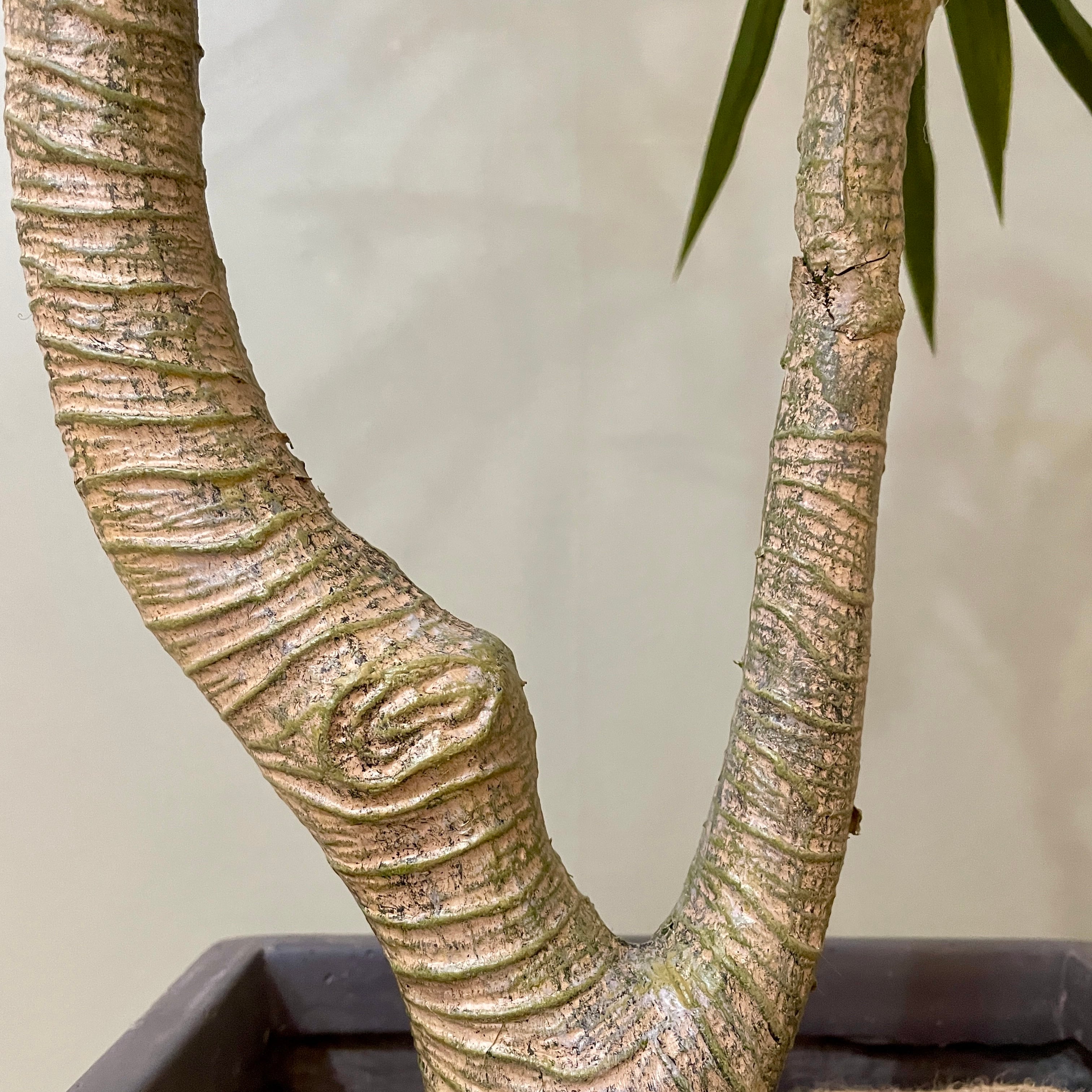 ドラセナ コンシンネ 観葉植物 大型150cm 大型】 ドラセナ・コンシンネ 150cm フェイクグリーン | mwgarden