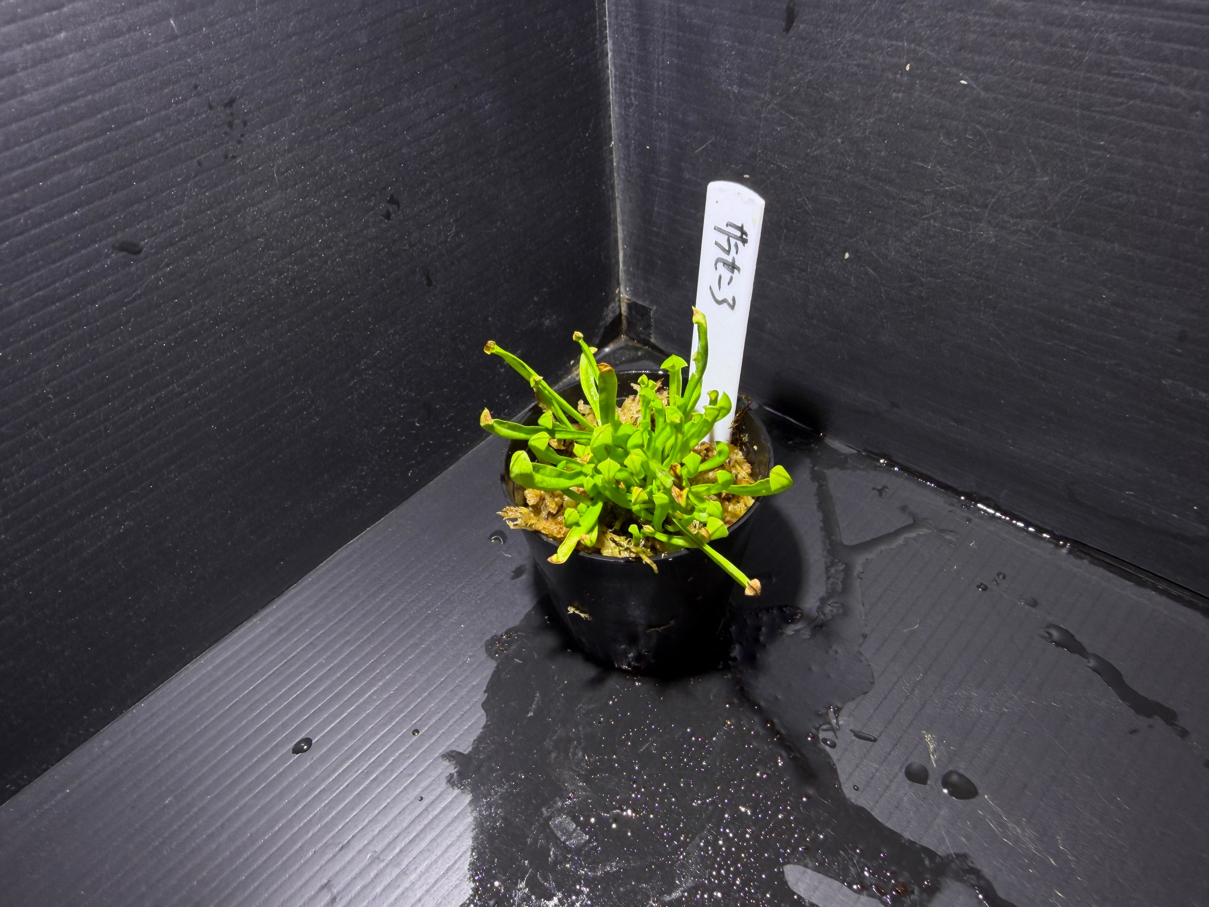 Biokimia(バイオキミア) ミズゴケ 5A ニュージーランド産 500g | AquaFocus