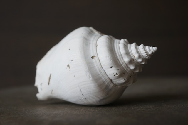 フロリダ州産 巻貝化石 Strombus alatus 1595