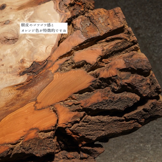 樹皮が野生的なポプラ 一枚板 ローテーブル