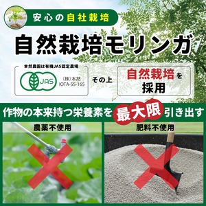 【定期便】★最安値＆送料無料★有機モリンガ青汁『RESCUE』(3.5g×30本)★ご契約で半額クーポンプレゼント（5,000円以下の商品1点対象）