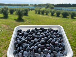 【2026年産・新物】北海道・厚真町産／農園直送 ＜冷凍ハスカップ＞500g