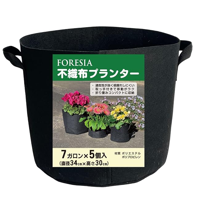 現物 多肉植物 ロンリースター 特大 抜き苗 | PAY ID