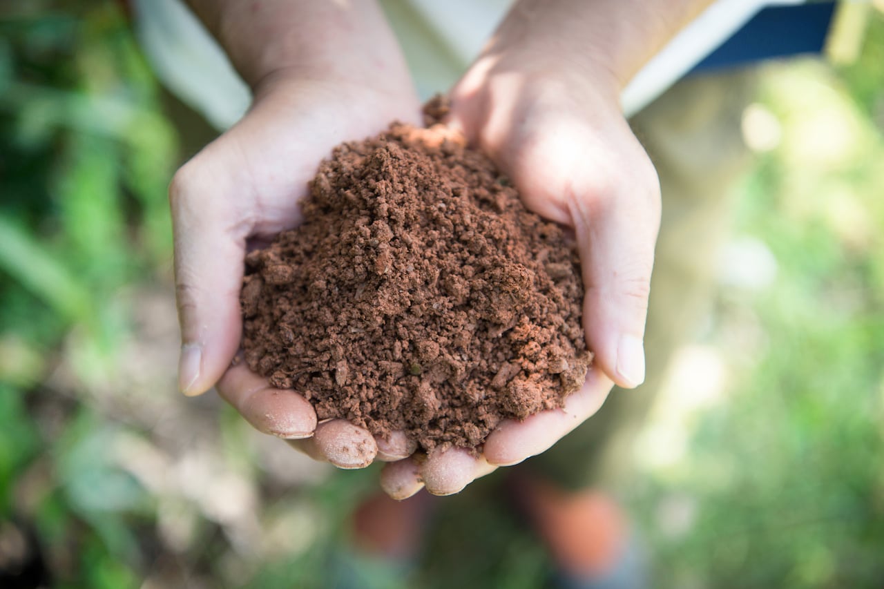 和歌山・高津の桃 白鳳2キロ箱（6～8玉）和歌山県産桃2キロ【は