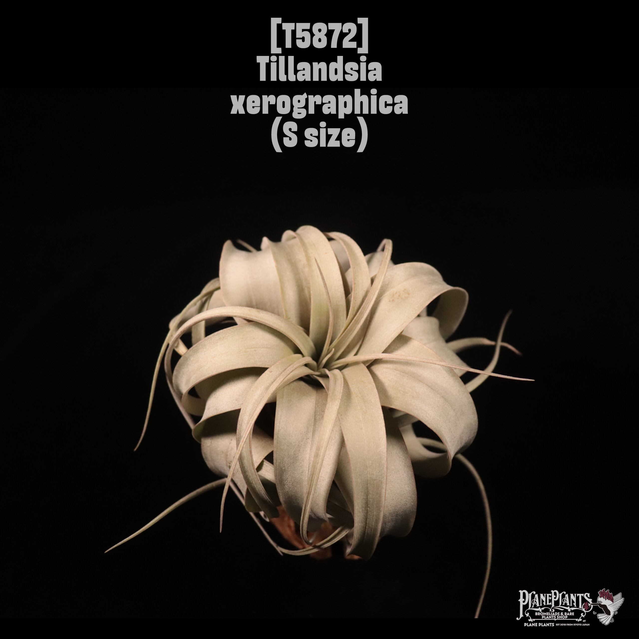 Tillandsia xerographica S〔ティランジア〕T5872