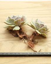 水耕管理苗 ルシラ Echeveria 'Lucila'