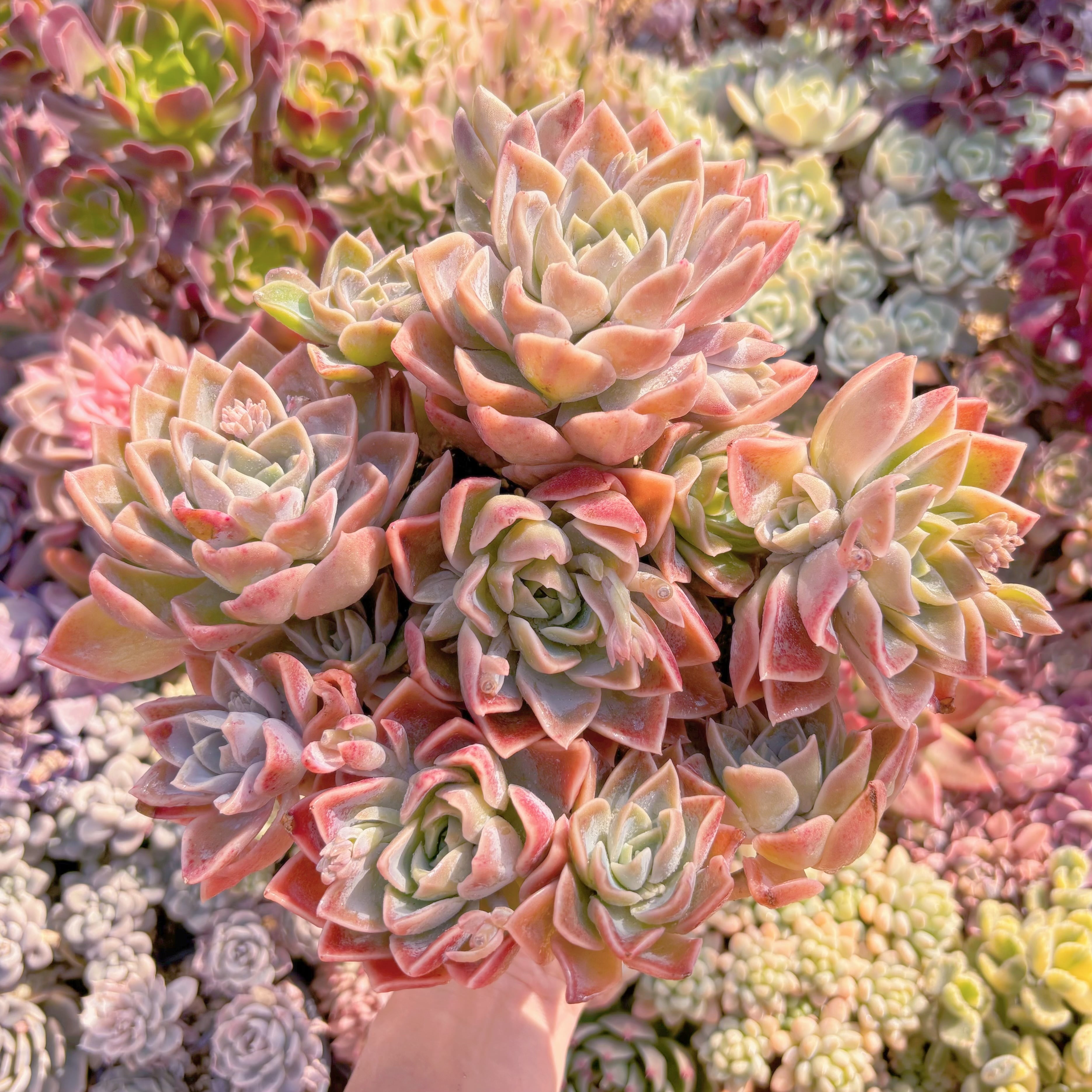 現品　ラブリーローズx白牡丹#652　特大　るる農園