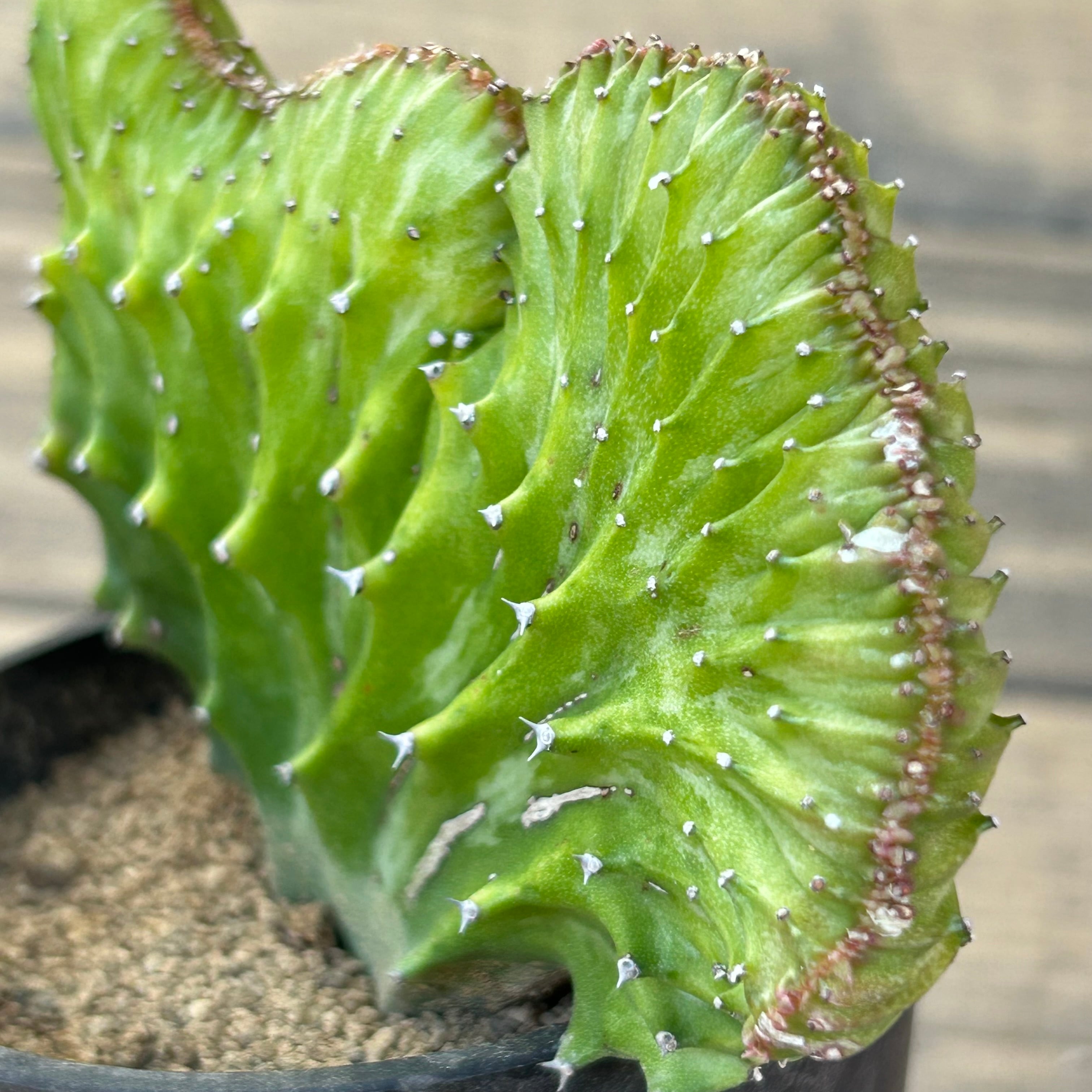 T) ユーフォルビア ラクテア石化 | RuPo 多肉植物専門店