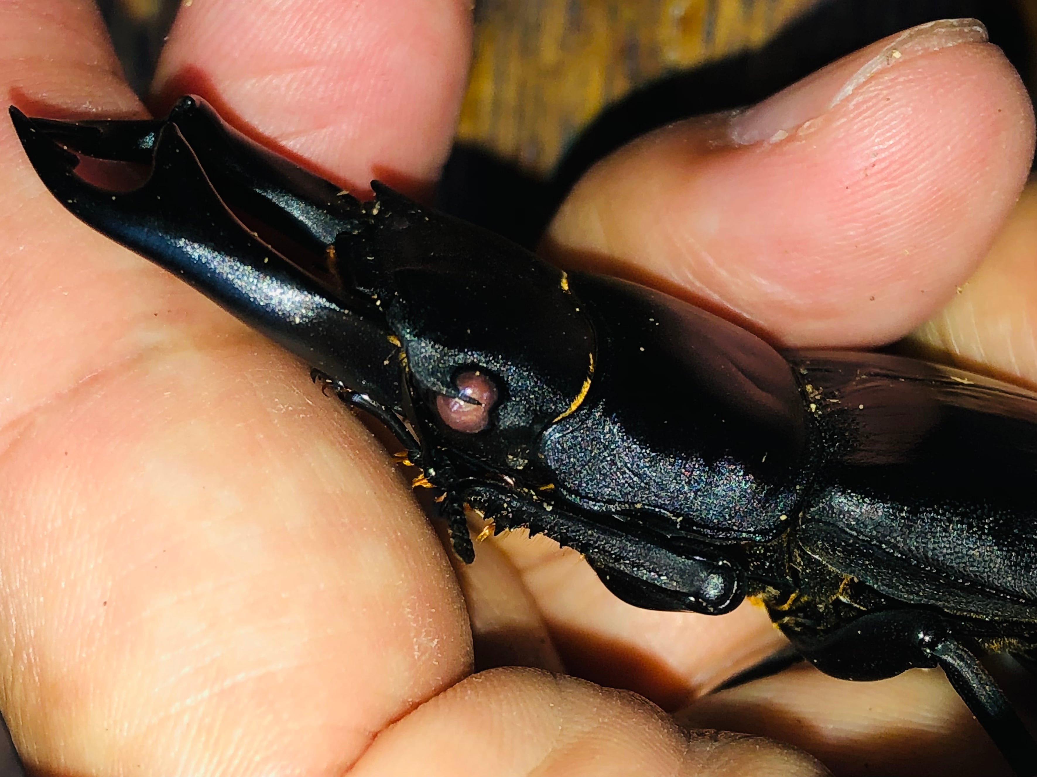 ◇国産オオクワガタ「機龍」♂♀ペア レッドアイ 赤眼 新成虫◇ 【公式 ◇国産オオクワガタ「機龍」♂♀ペア レッドアイ 赤眼 新成虫◇ 【公式