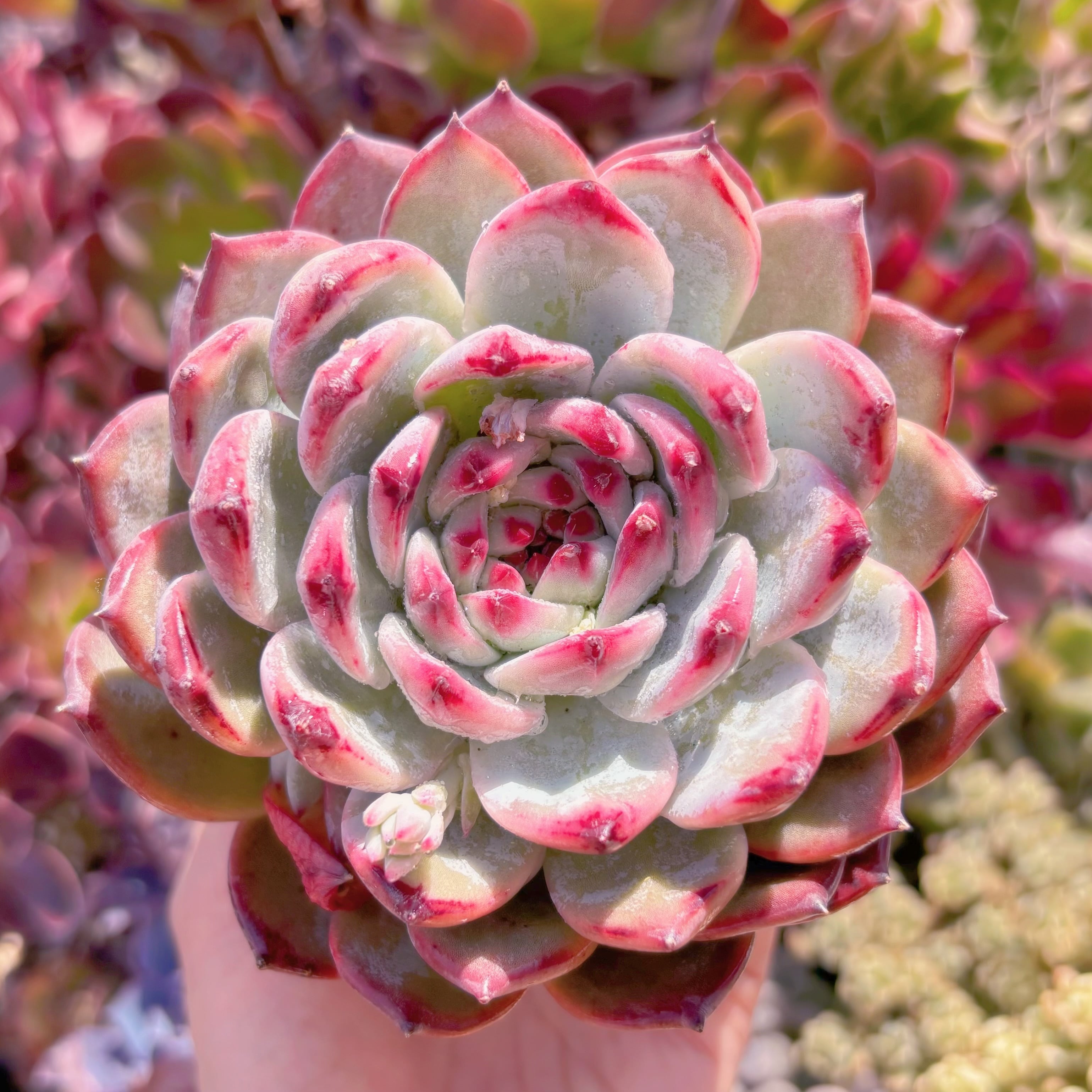 現品　ダイヤモンドコロラータ#047　大苗　るる農園