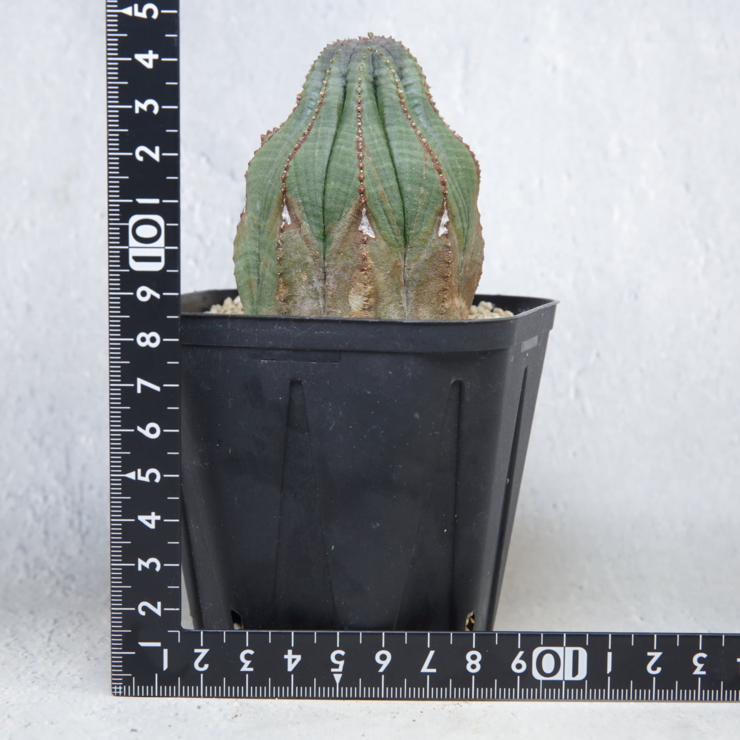 オベサ 木質化 抜き苗 木質化 マウンテン オベサ / ユーフォルビア | LIGHTHOUSE.PLANTS