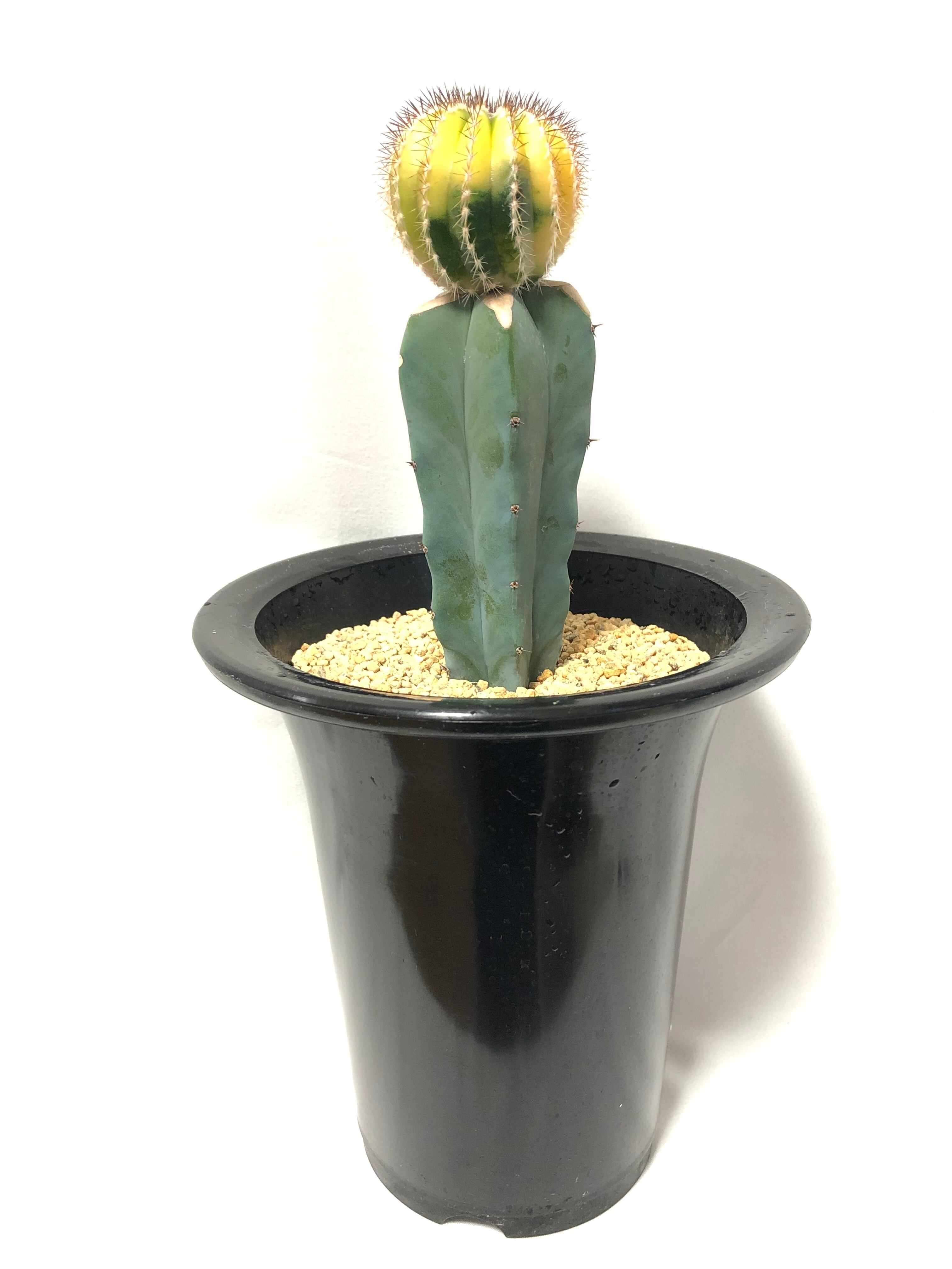 Uebelmmania pectinifera, variegated ユーベルマニア・ペクチニフェラ