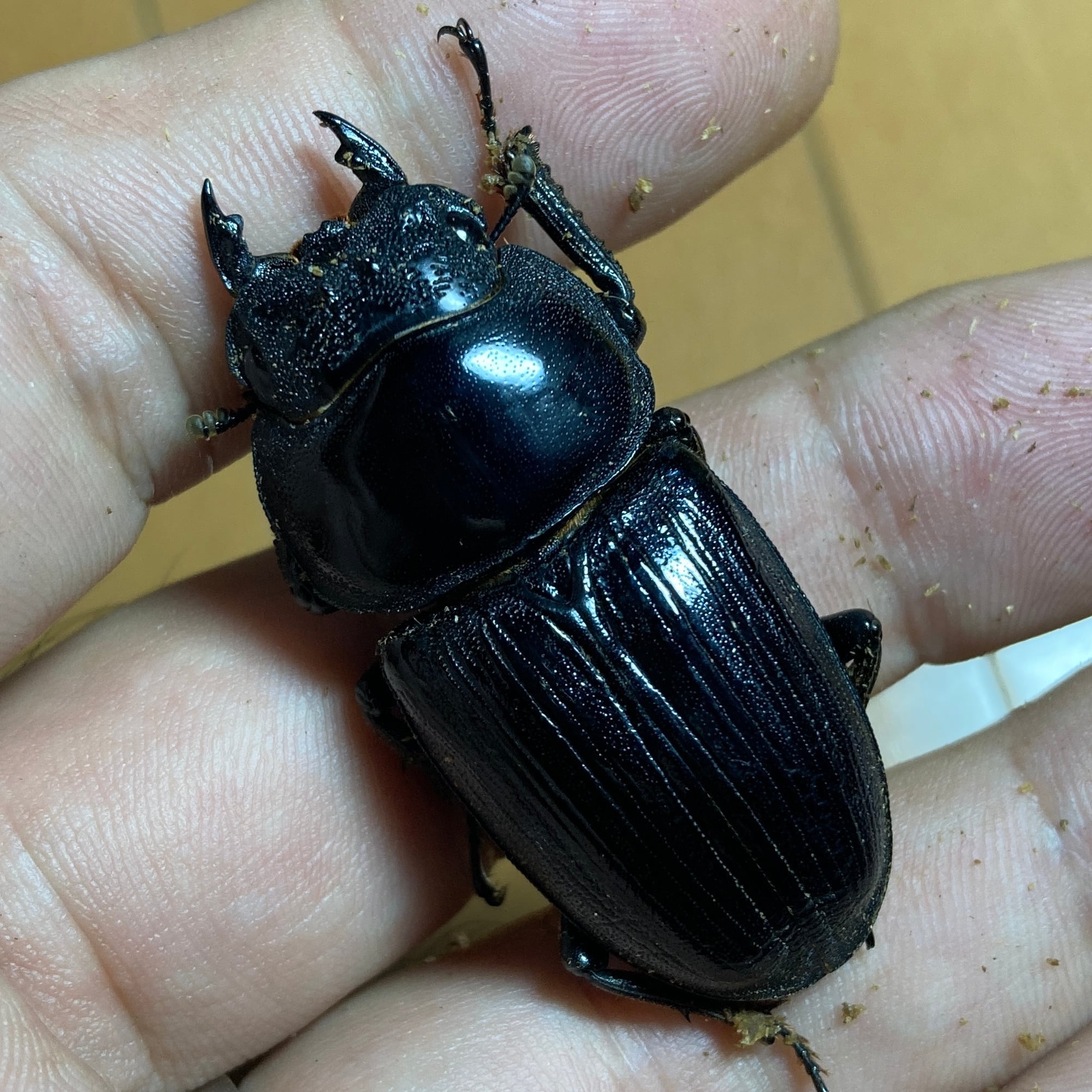 久留米オオクワガタ 87.8㎜ペア マツノインセクト