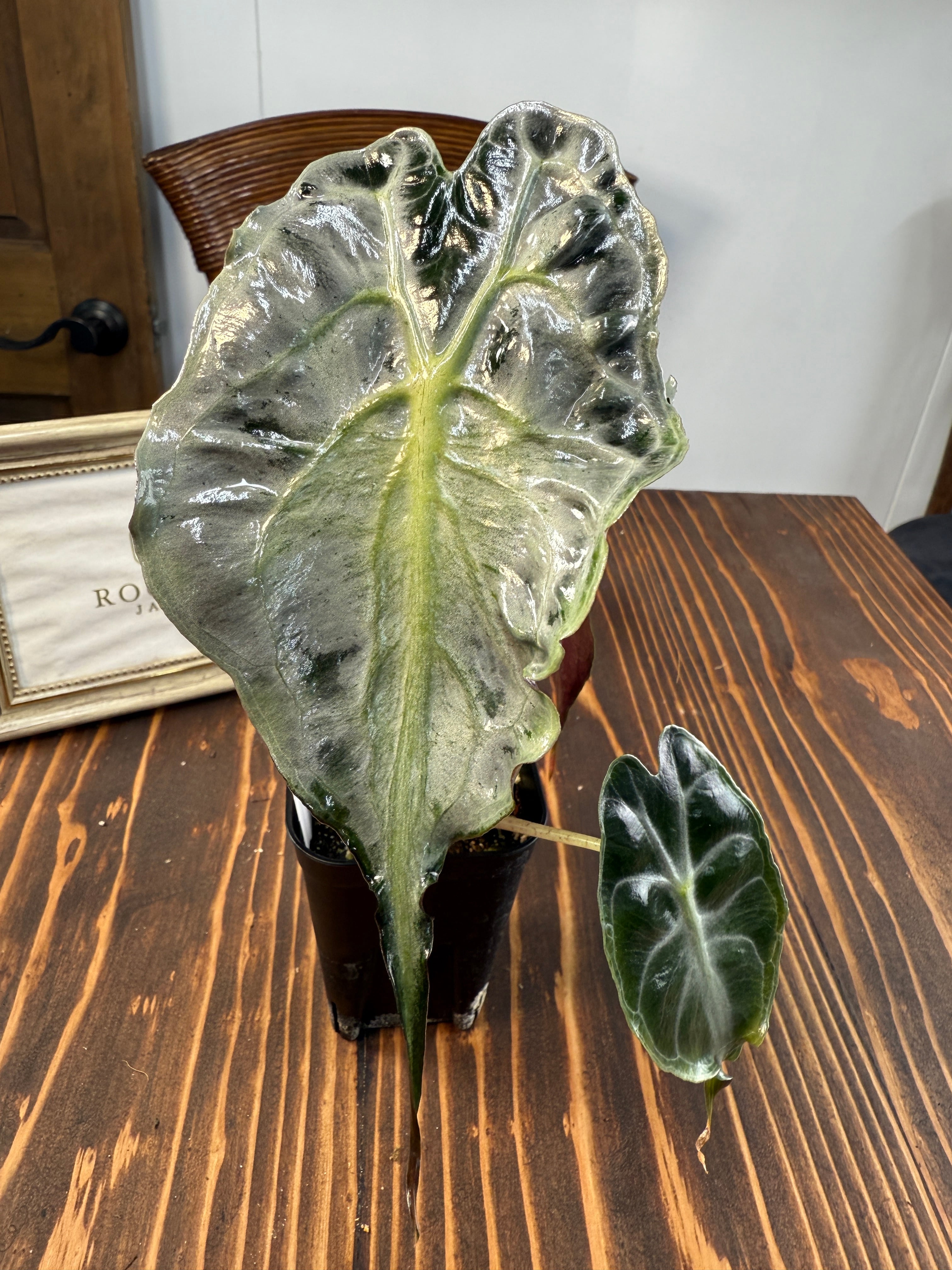 ☆1931【希少種】アロカシア ヴェノム(2.5号ロング硬質ポット)※送料 ☆1931【希少種】アロカシア ヴェノム(2.5号ロング硬質ポット)※送料