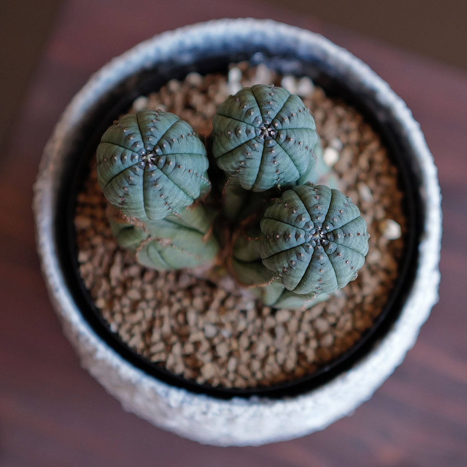 メス株【超厳選株】円扇石化 三頭 ダブルヘッド オベサ