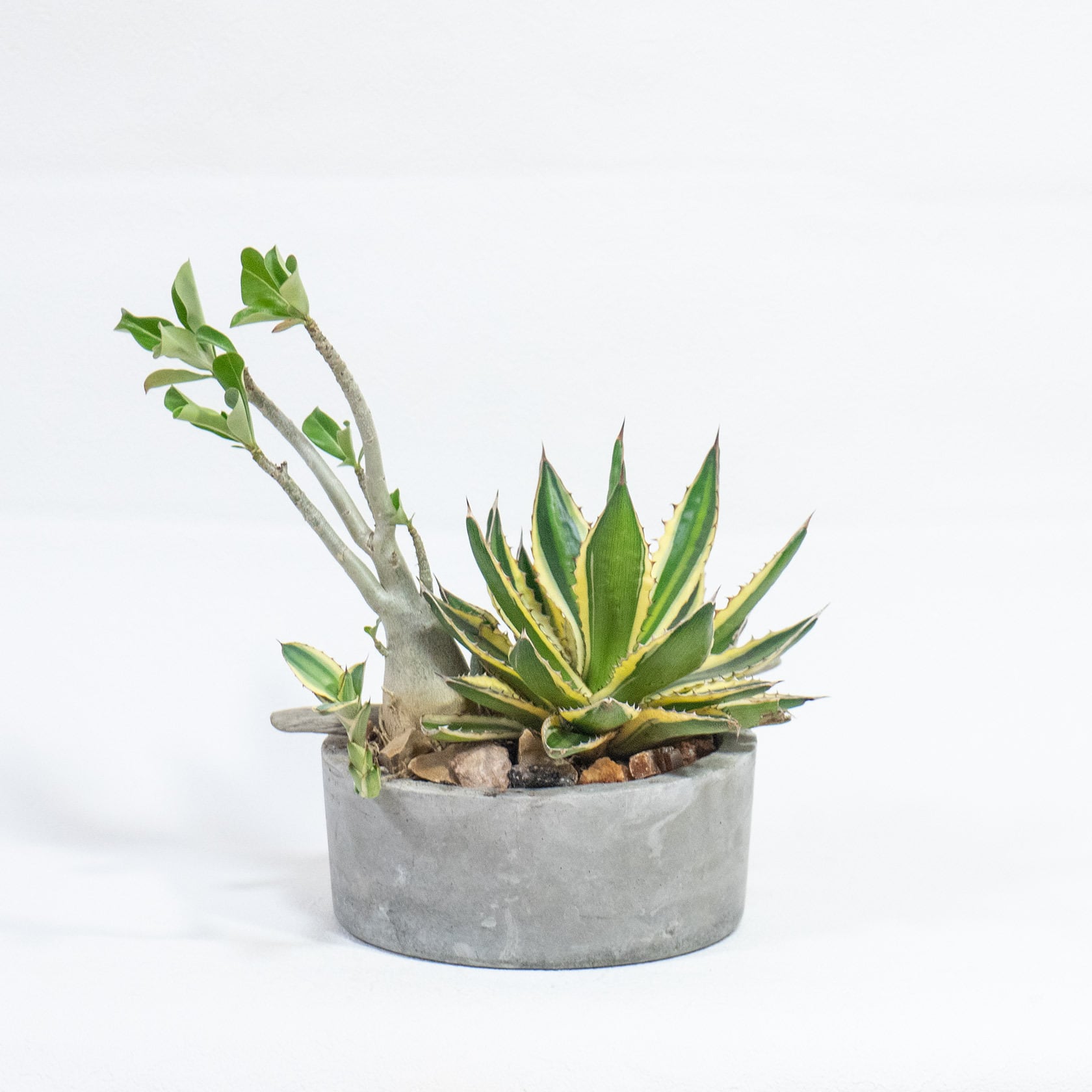 ≪ 多肉植物 ≫Φ18×H28㎝｜個性派グリーンの寄せ植え｜アガベ×アデニウム×ガステリア｜シンプルでお部屋を選ばない手作りモルタル鉢