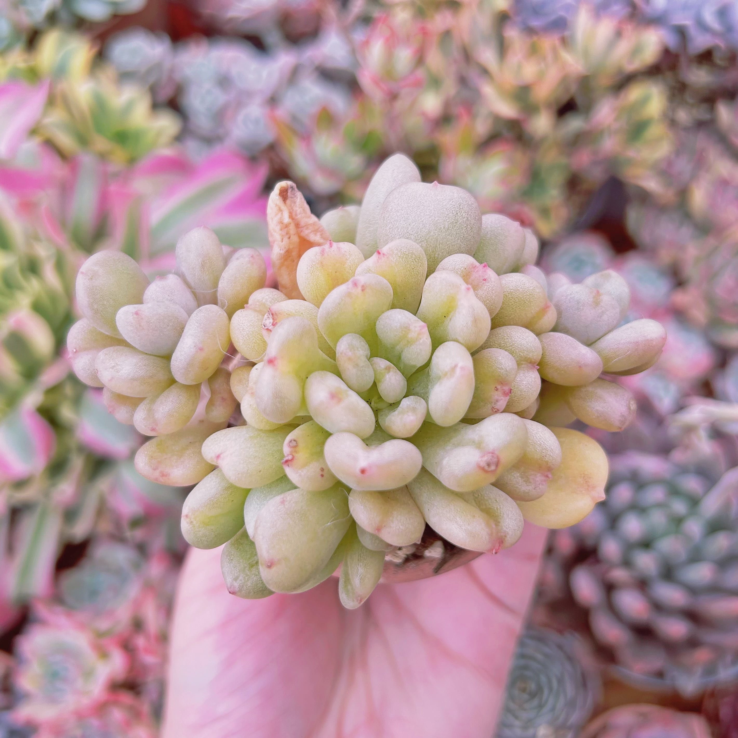 多肉植物　Echeveria  ビルゲイツ　2~3頭　大群生