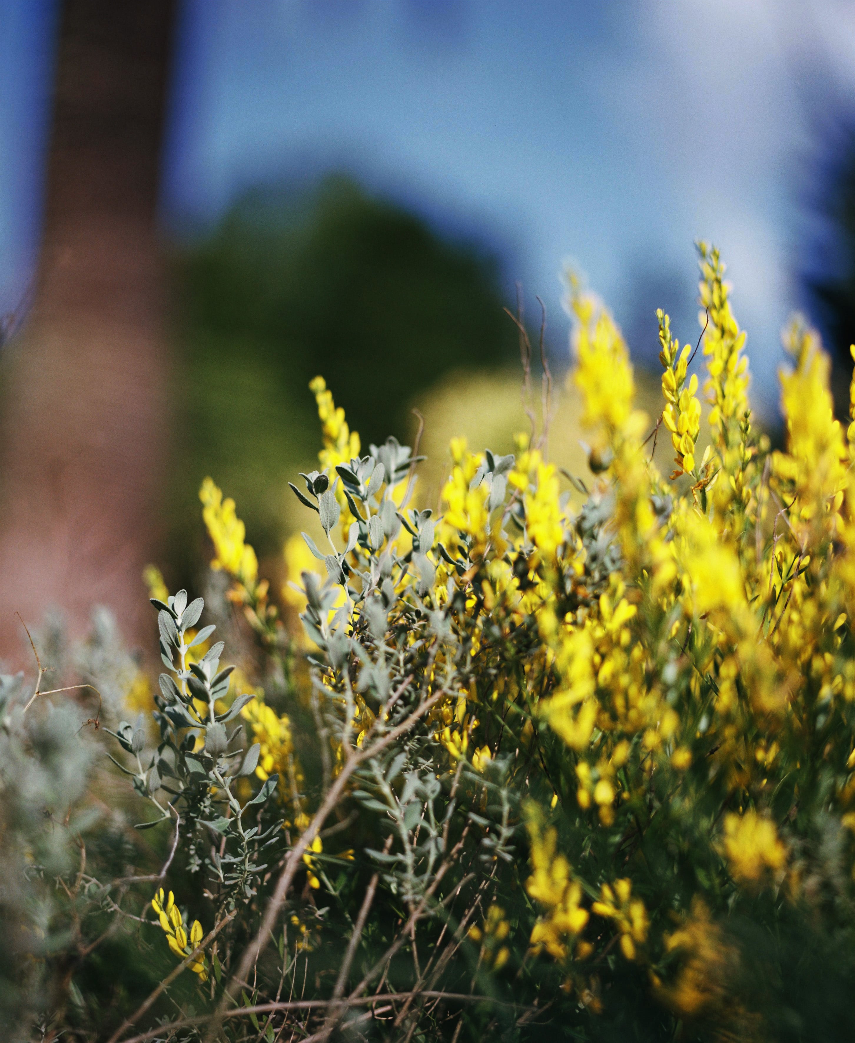 残間奈津子(写真)セージ・黄色 (植物・大全紙サイズ①)
