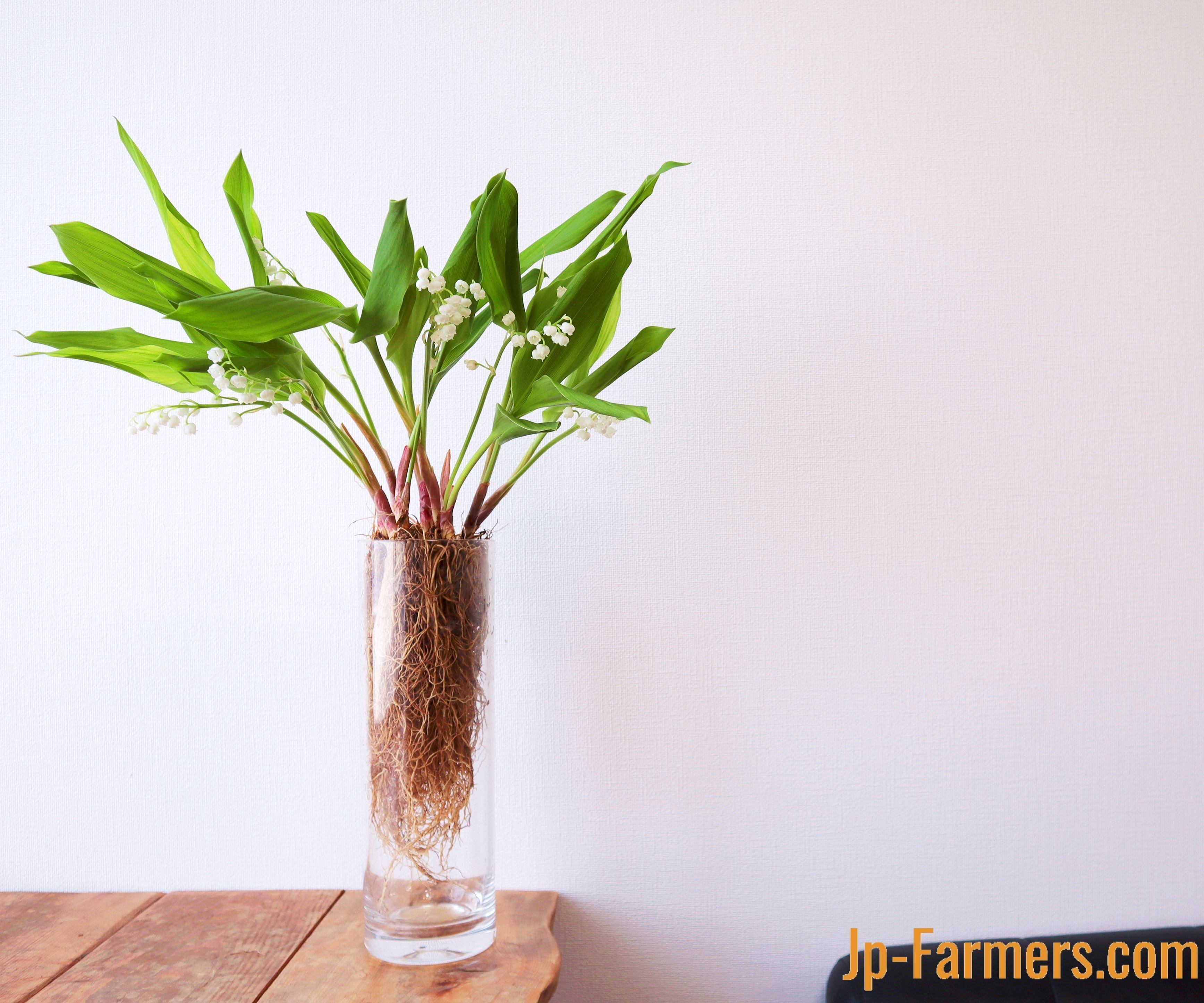 根付き10本 スズランで想いを伝える 5月1日 ミュゲの日 Jour De Muguet Jp Farmers Com