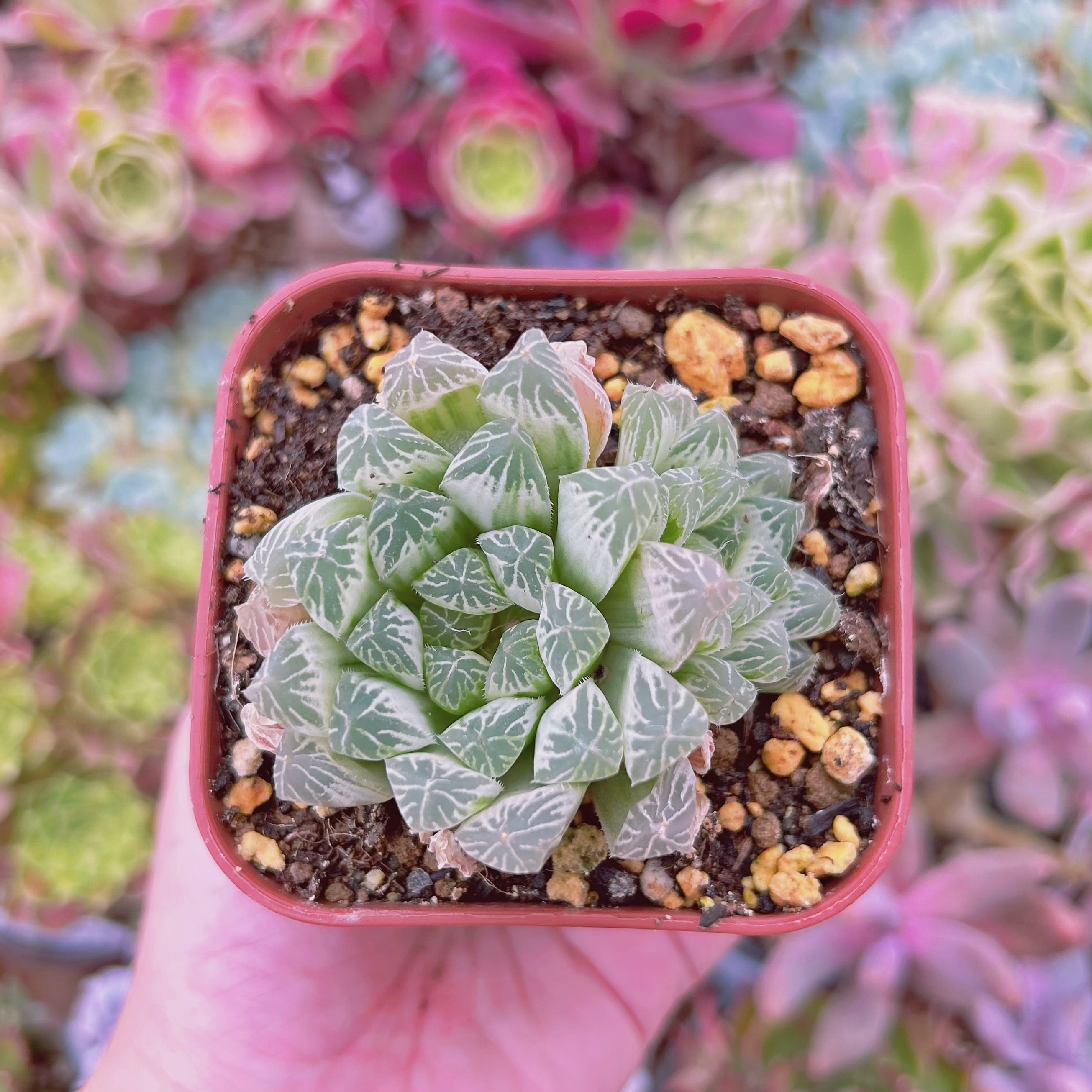 多肉植物　玉露錦    2～3頭　抜き苗