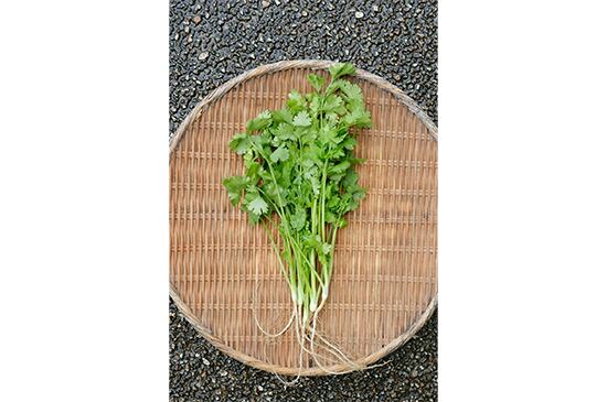 パクチー(長野県産)・50g