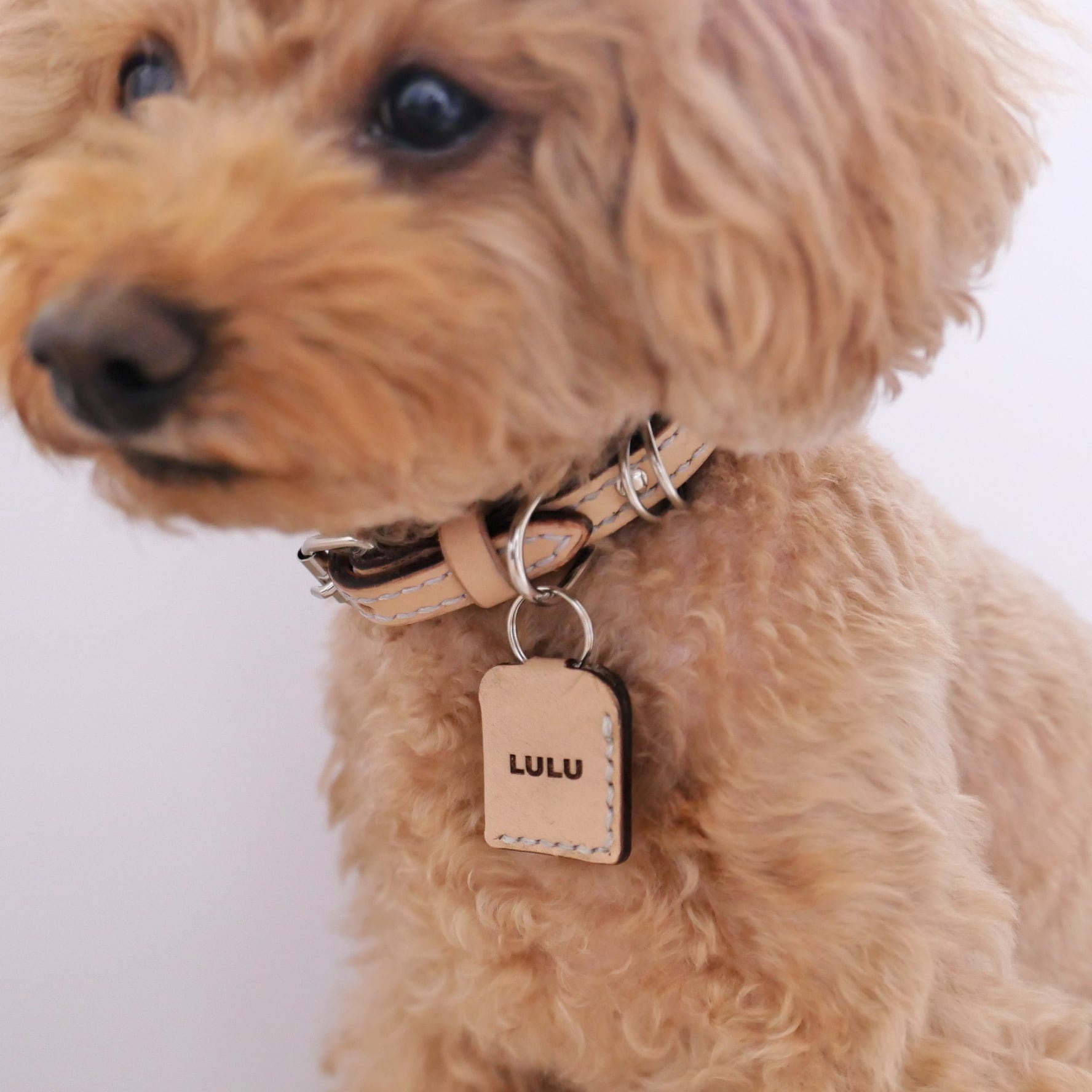 お守りみたいな鑑札ケースが付いた小型犬用の首輪（ヌメ革） | WBY