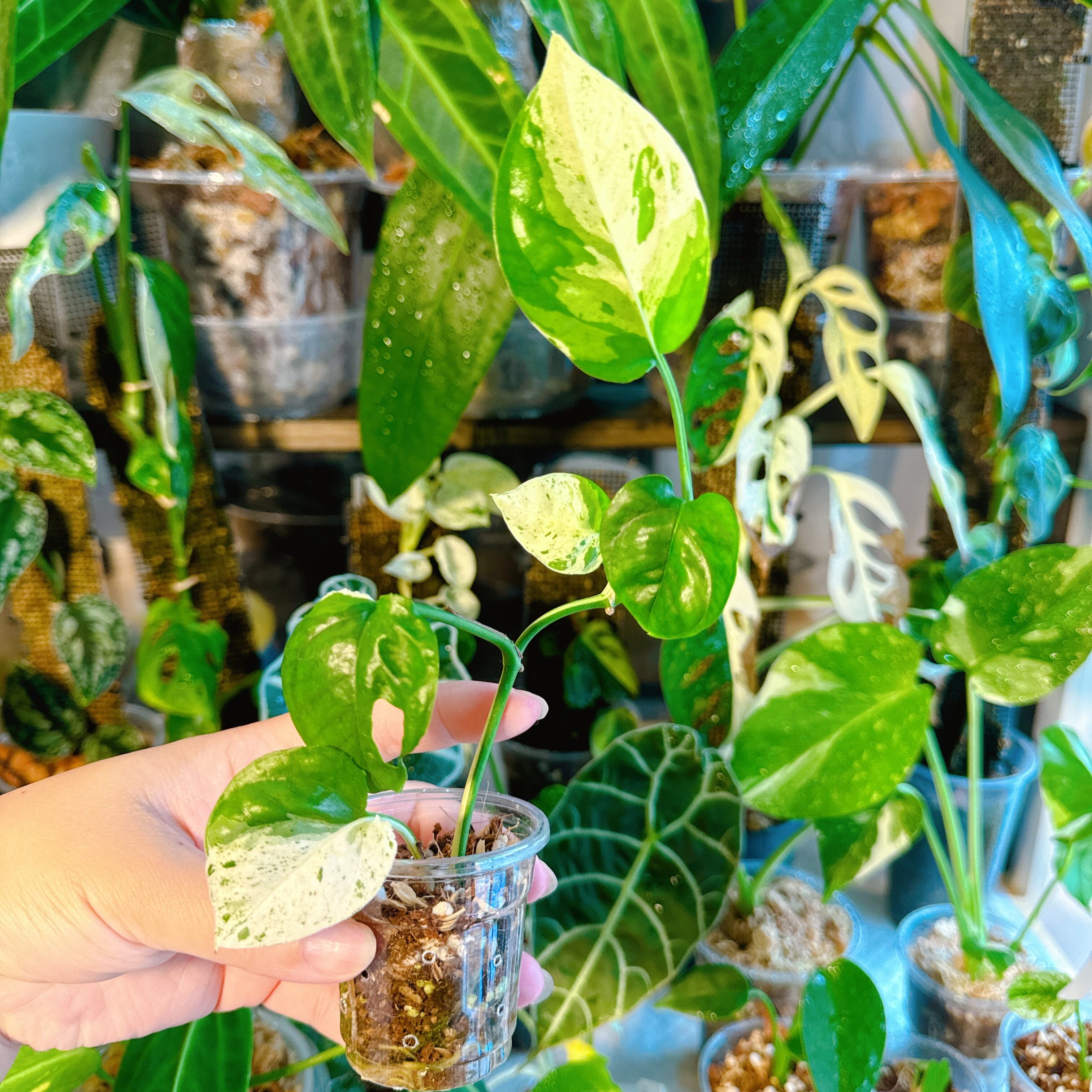 フィロデンドロンビレッティア斑入り Philodendron Billietiae Variegated