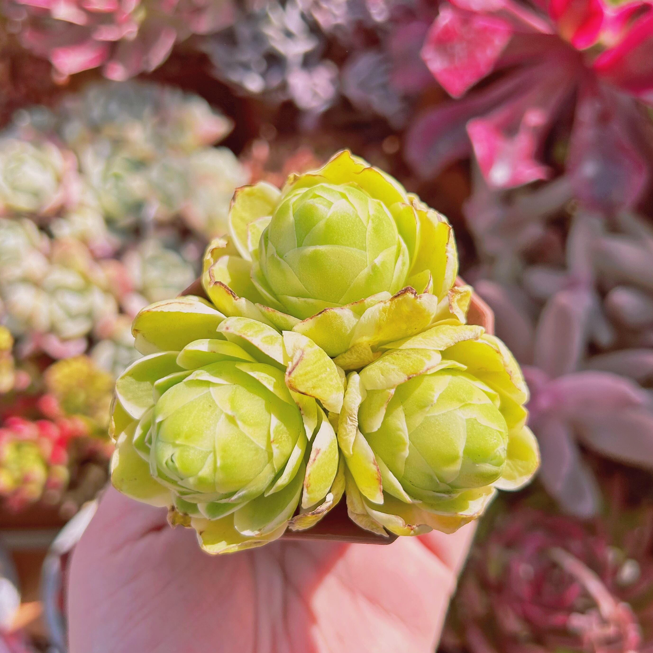 多肉植物　Aeonium  オーレア覆輪錦 3頭