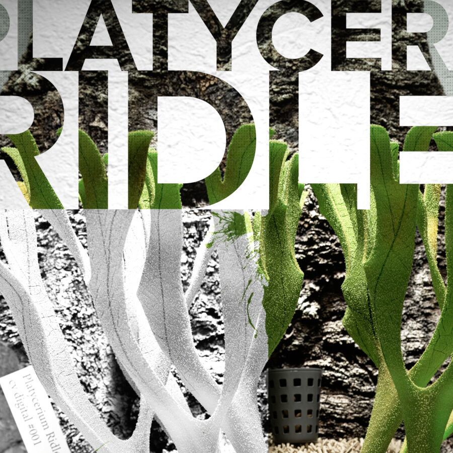 ビカクシダ リドレイポスター【Narrow】A4 | PIXEL.ORDER