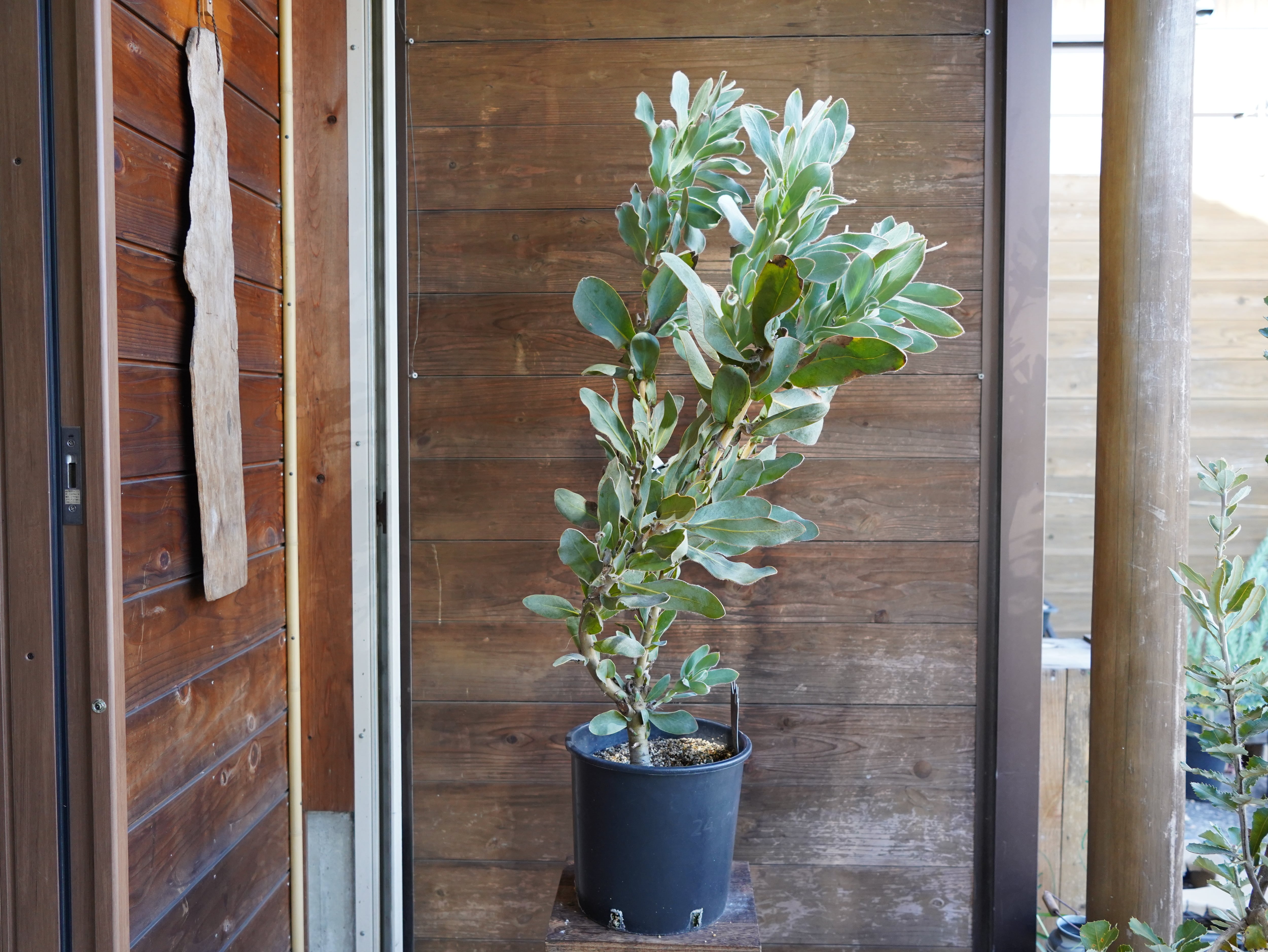 【現物】プロテア　"マグニフィカ"