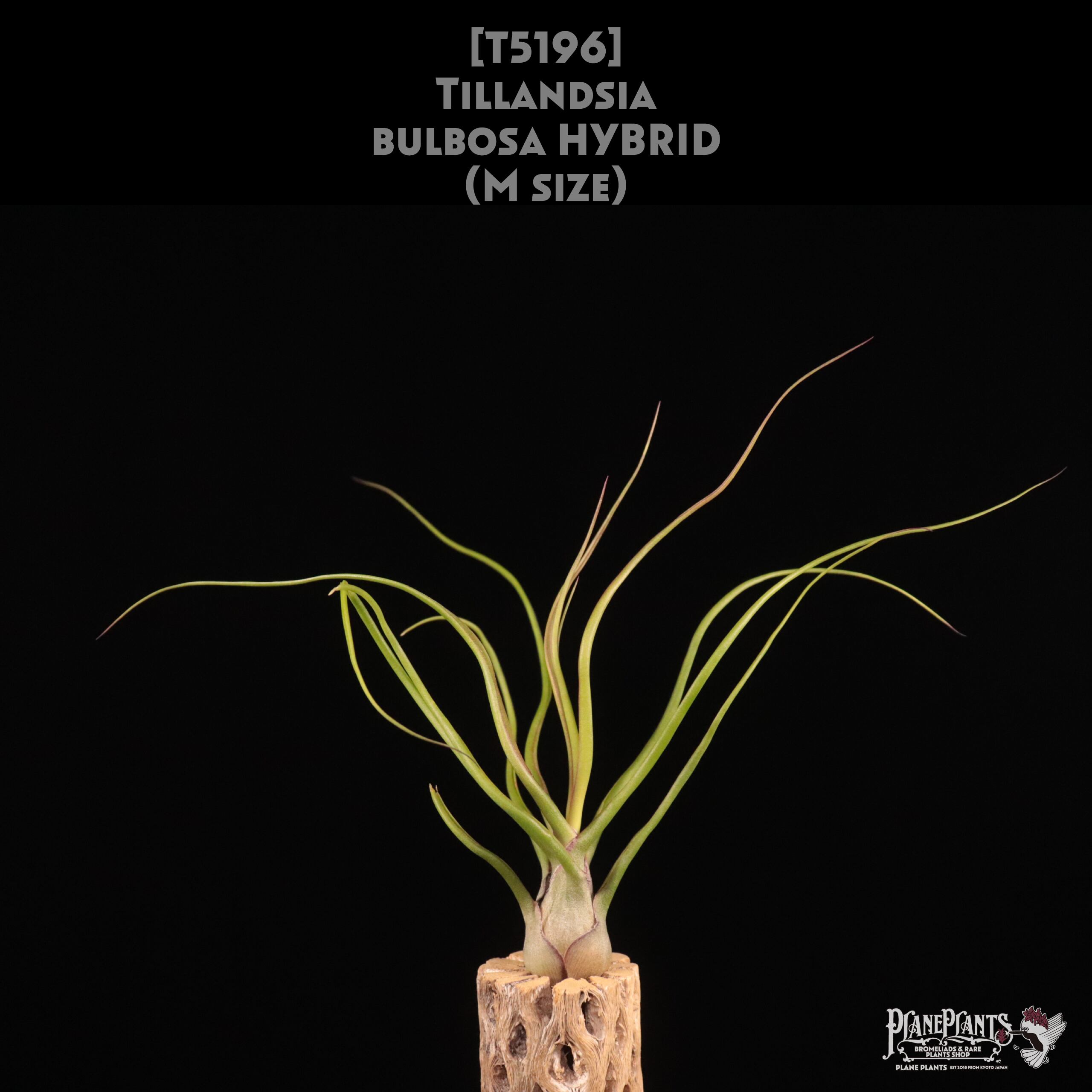 【送料無料】bulbosa HYBRID M〔エアプランツ〕現品発送T5196