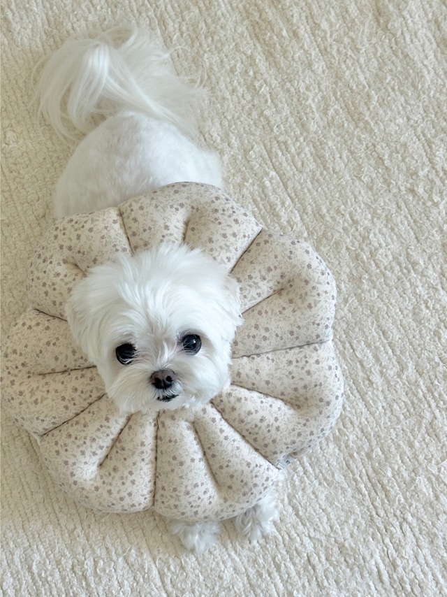 〈予約アイテム〉EYOU  /ピオナネックカラー  ソフトブロッサム Sサイズ