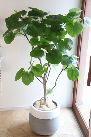 【渋谷区周辺エリア/配送料無料】【155cm】【L】フィカス ウンベラータ /Ficus umbellata  ※陶器鉢カバー別売り