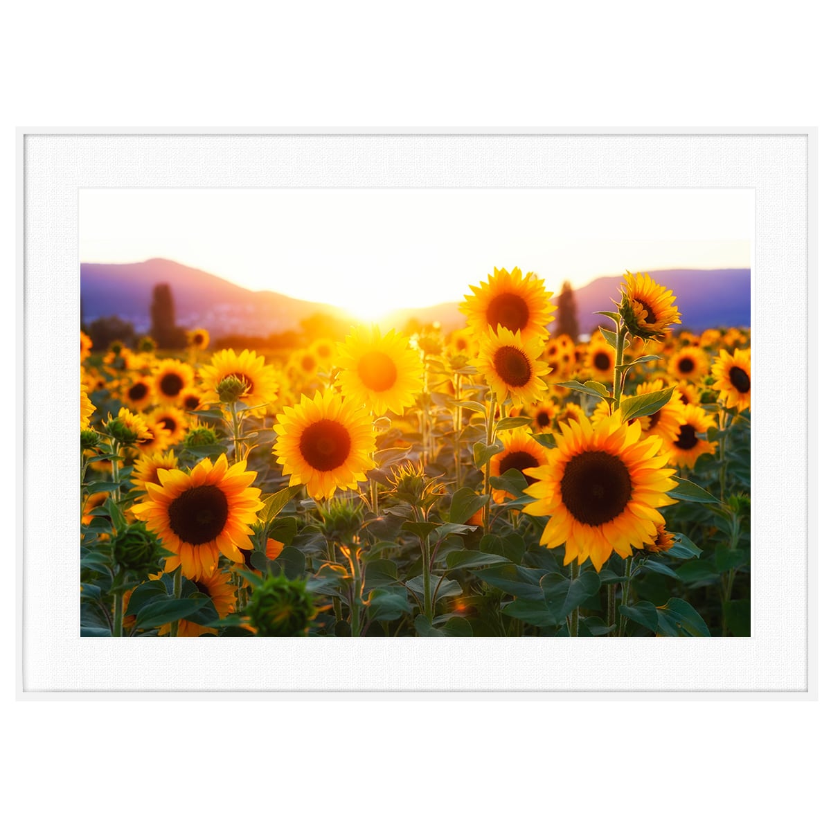 夏写真 朝焼けとひまわり畑 インテリアアートポスター額装 AS0379