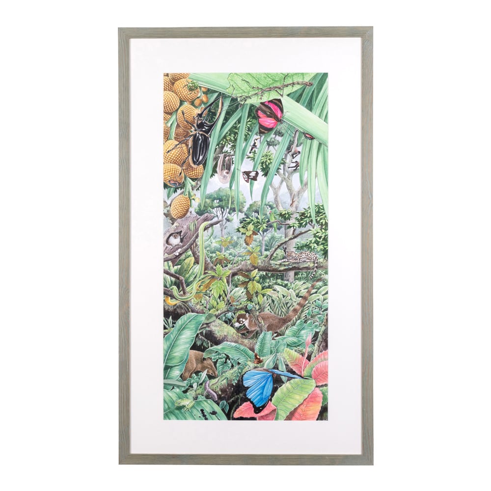 アマゾンのジャングル | アトリエ グリーンワークス 松岡達英