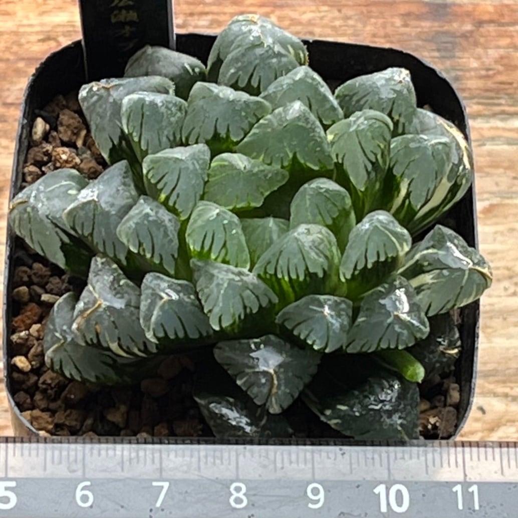 ハオルチア 広瀬オブツーサ錦 | mocono_plants