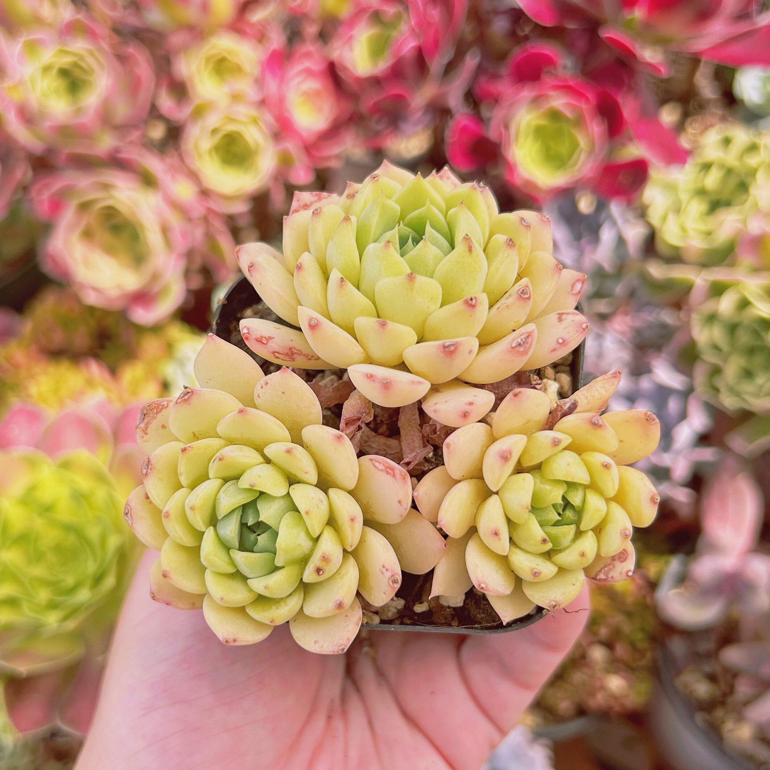 現物　多肉植物　マチカ