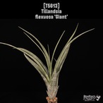 【送料無料】flexuosa 'Giant'〔エアプランツ〕現品発送T5613