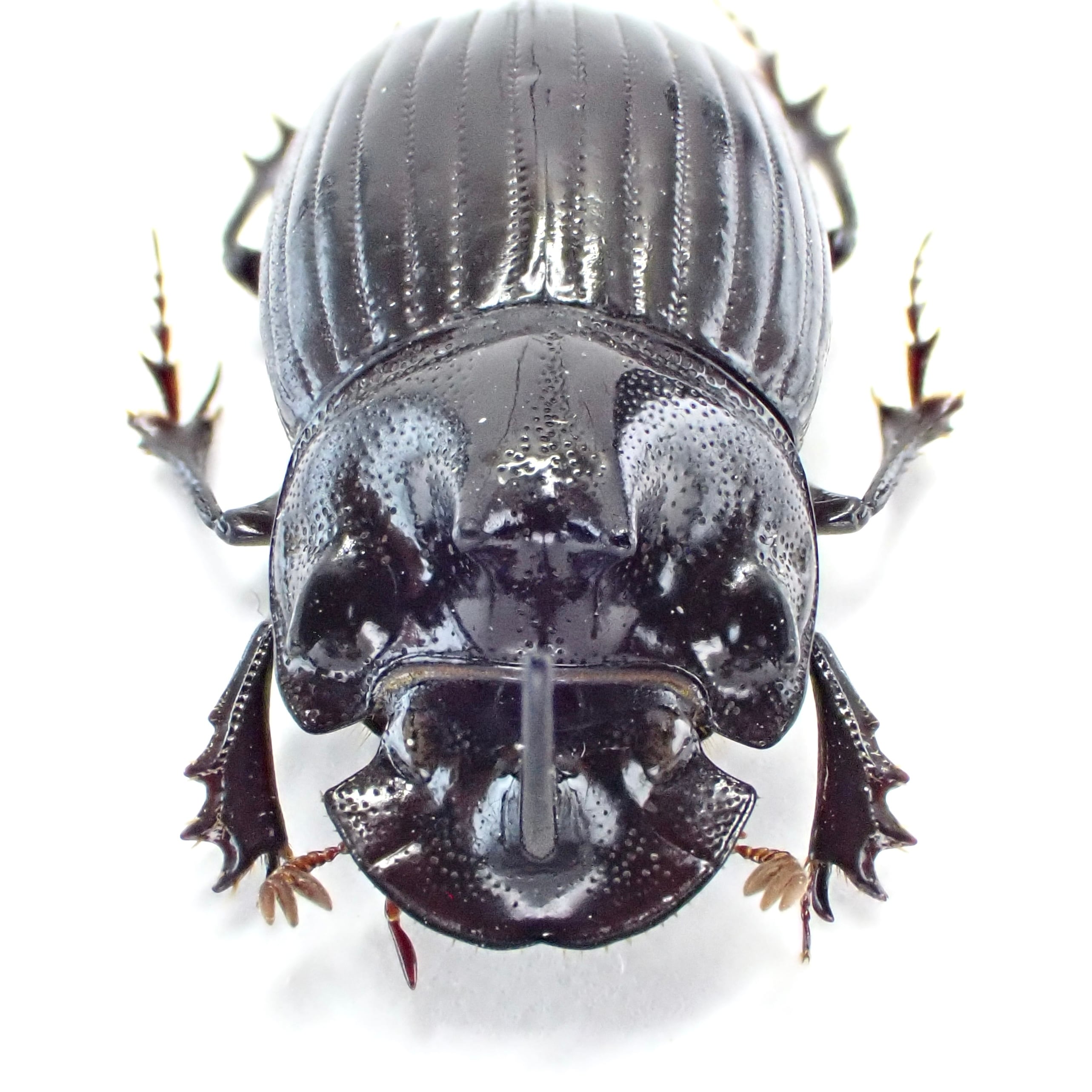 インド産 Copris sp. ♂ 20mm | 昆虫標本 Diggers & Rollers