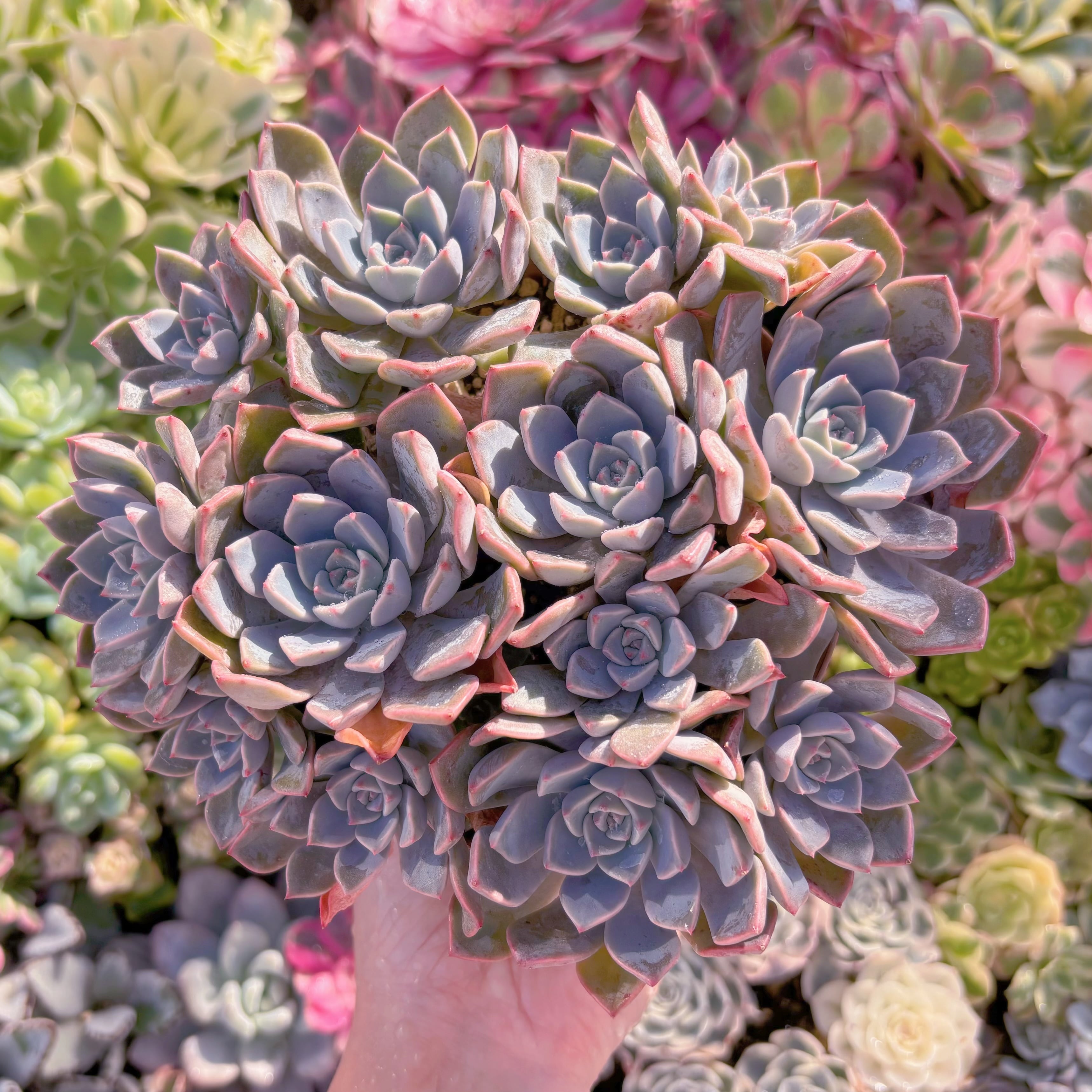 現品　Pretty in Pink#637　特大群生　るる農園